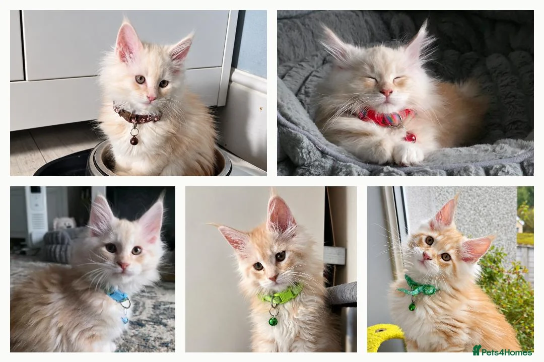 Mixed Breed cats for sale: 5 Maine Coon Mixed-Breed – 2 Boys & 3 Girls - Advert 1