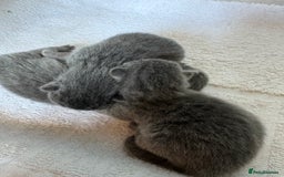British Shorthair cats for sale: British shorthair kittens GCCF - Image 1