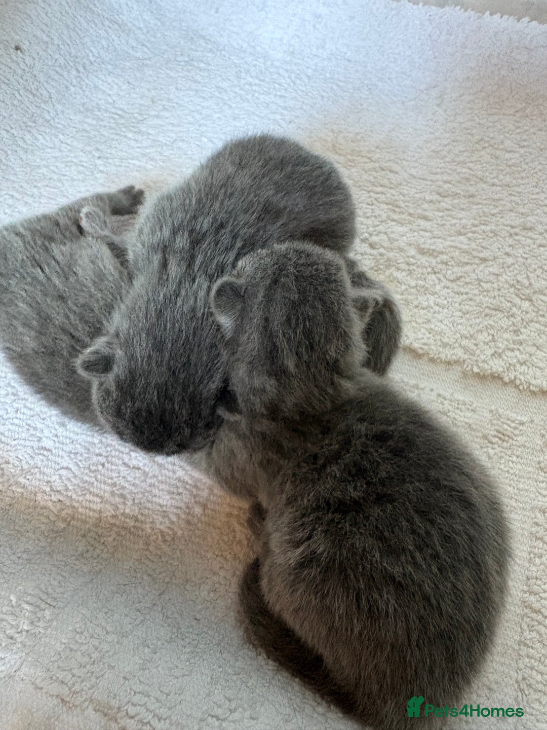 British Shorthair cats for sale: British shorthair kittens GCCF - Image 1