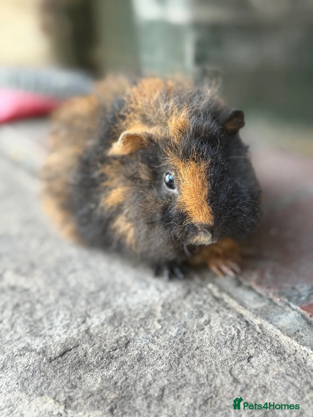 Guinea Pig rodents for sale: Gorgeous colourful guinea pigs - Advert 2