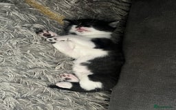Scottish Fold cats for sale: Beautiful Scottish Fold Kittens  - Image 11