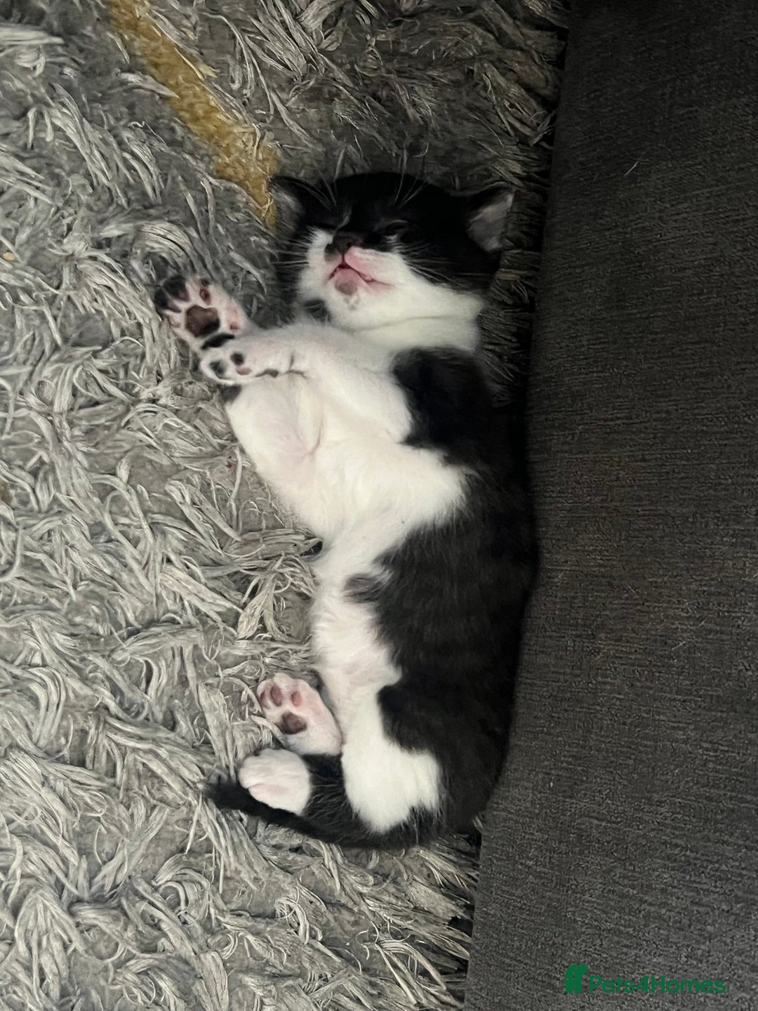 Scottish Fold cats for sale: Beautiful Scottish Fold Kittens  - Image 11