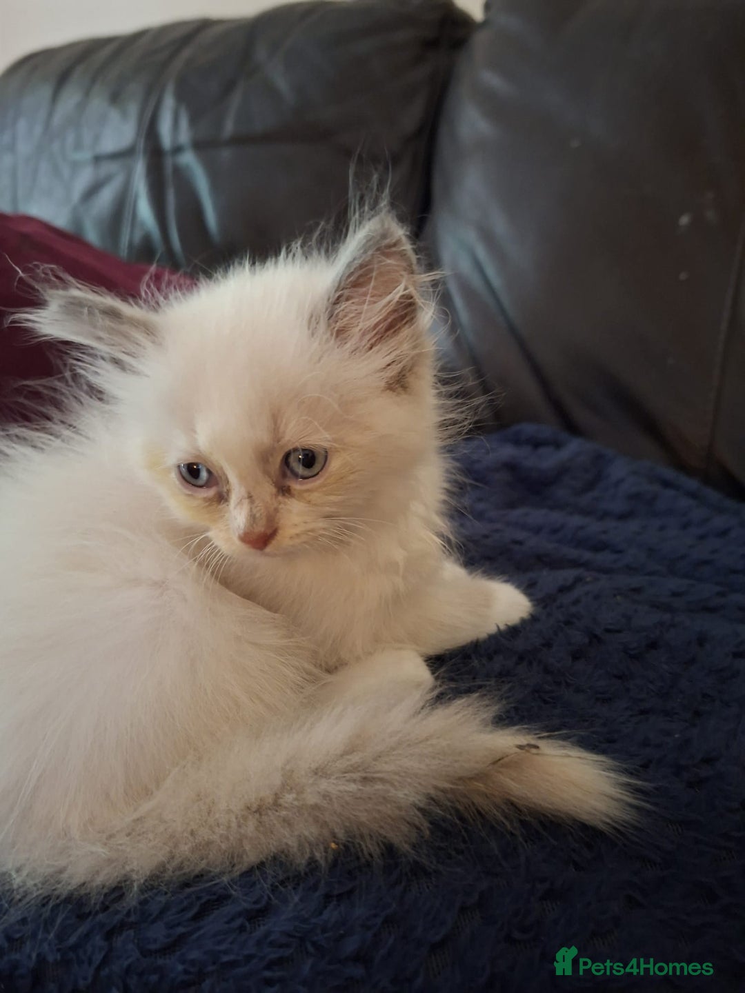 Ragdoll cats for sale: Beautiful Ragdoll x British long hair kittens  - Image 16