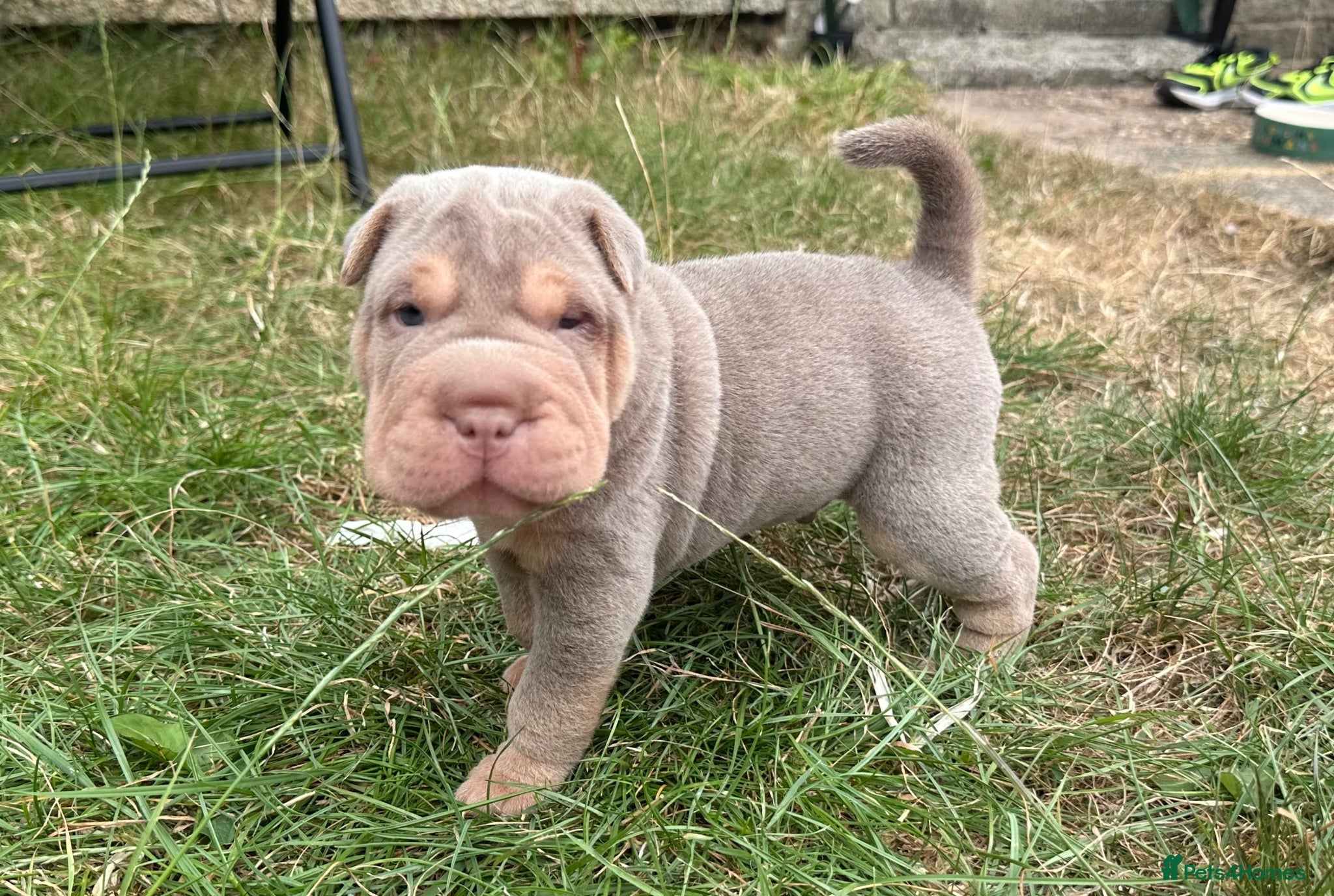 Shar Pei dogs QUALITY KC REGISTERED RARE LILAC TAN SHAR-PEI - Advert 9