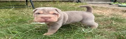 Shar Pei dogs for sale: KC REGISTERED RARE LILAC TAN SHAR-PEI - Advert 36