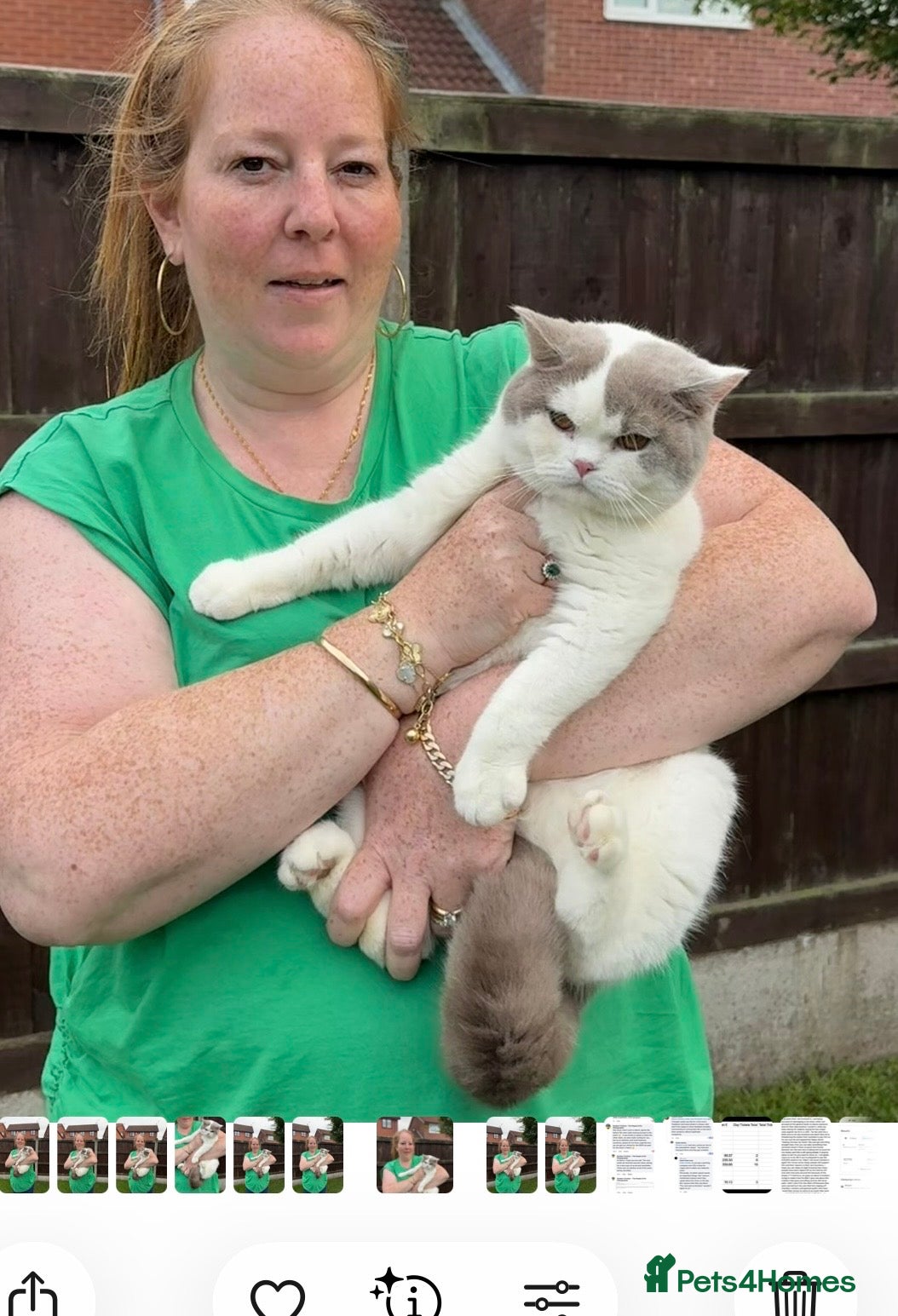 British Shorthair cats Lilac & White British Shorthair Male - Advert 2