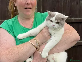 British Shorthair cats Lilac & White British Shorthair Male - Advert 2