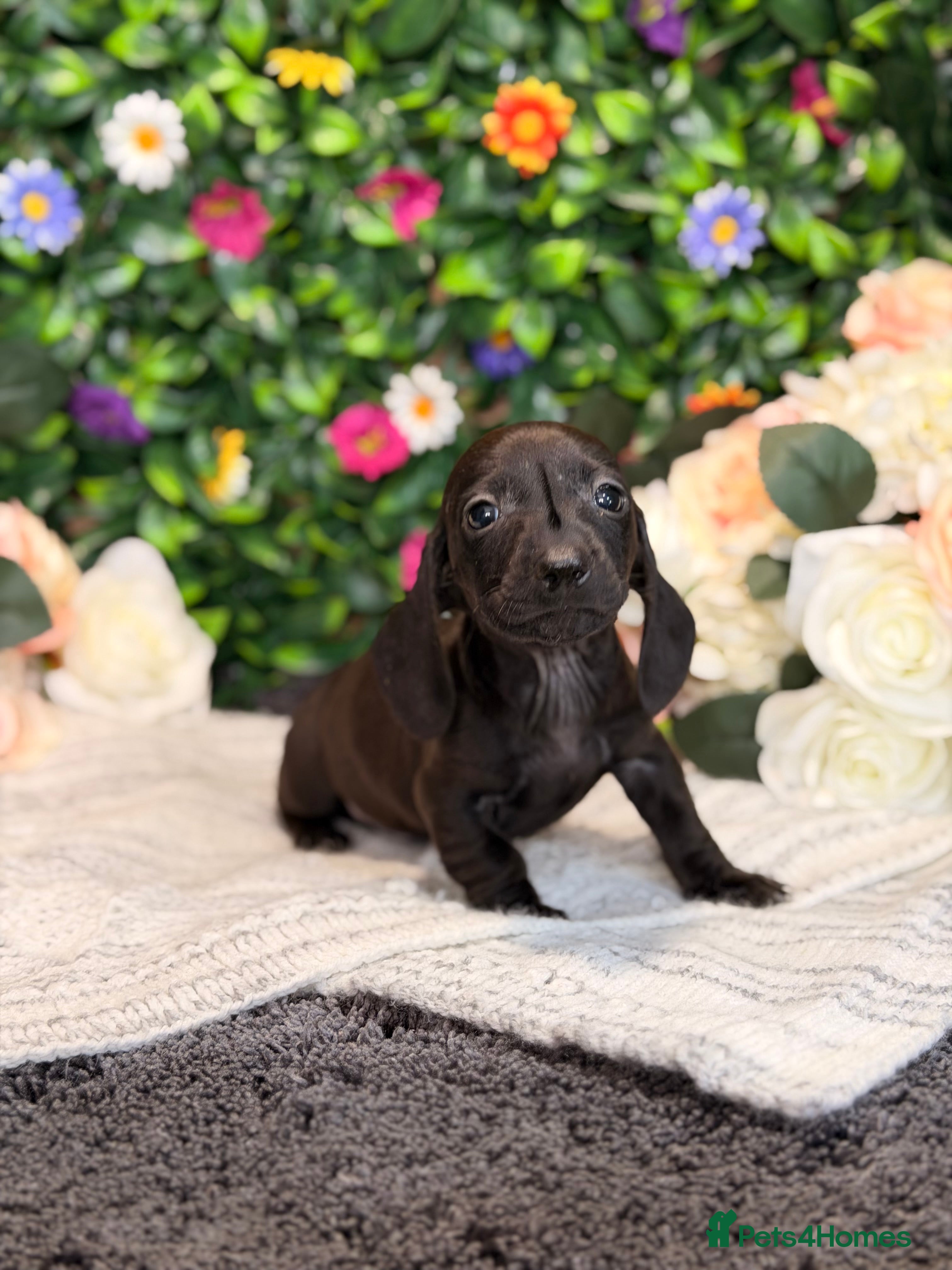 Dachshund dogs Beautiful Standard Dachshund Puppies - Ready Soon - Advert 2