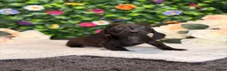 Dachshund dogs for sale: Standard Dachshund Puppies - READY NOW - Advert 2