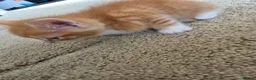 Mixed Breed cats for sale: 4 weeks old kittens in Darlington - Advert 4
