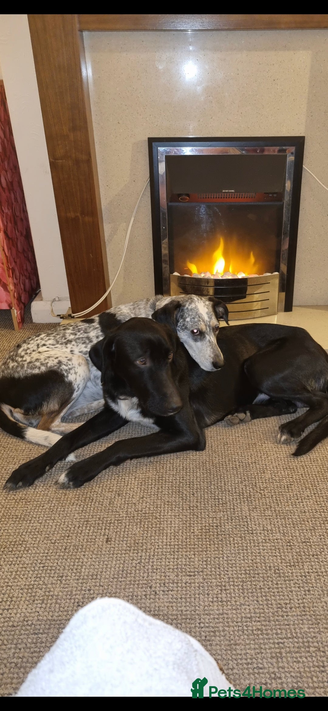 Mixed Breed dogs for sale: Mr pickle - Image 12