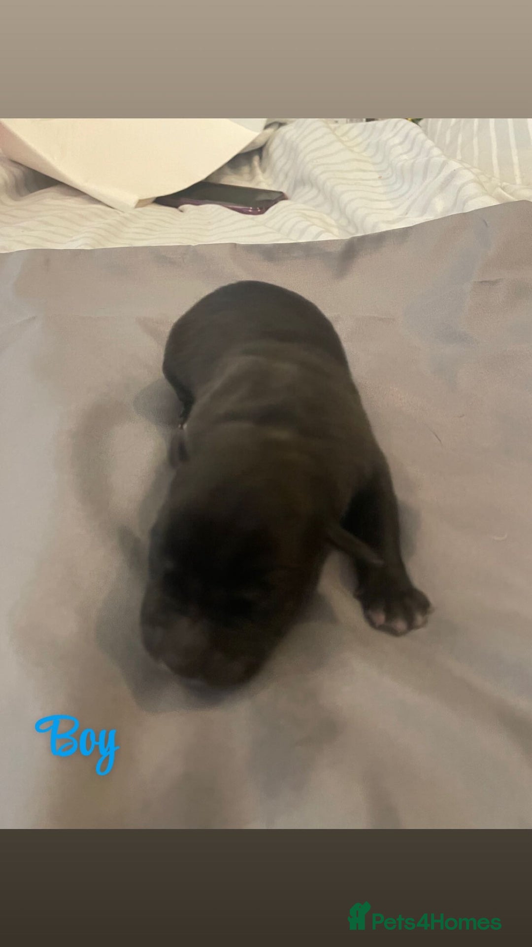 Mixed Breed dogs for sale: Cane corso x staff - Image 5