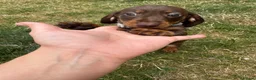 Miniature Dachshund dogs for sale: Smooth Haired Miniature Daschund  - Advert 3