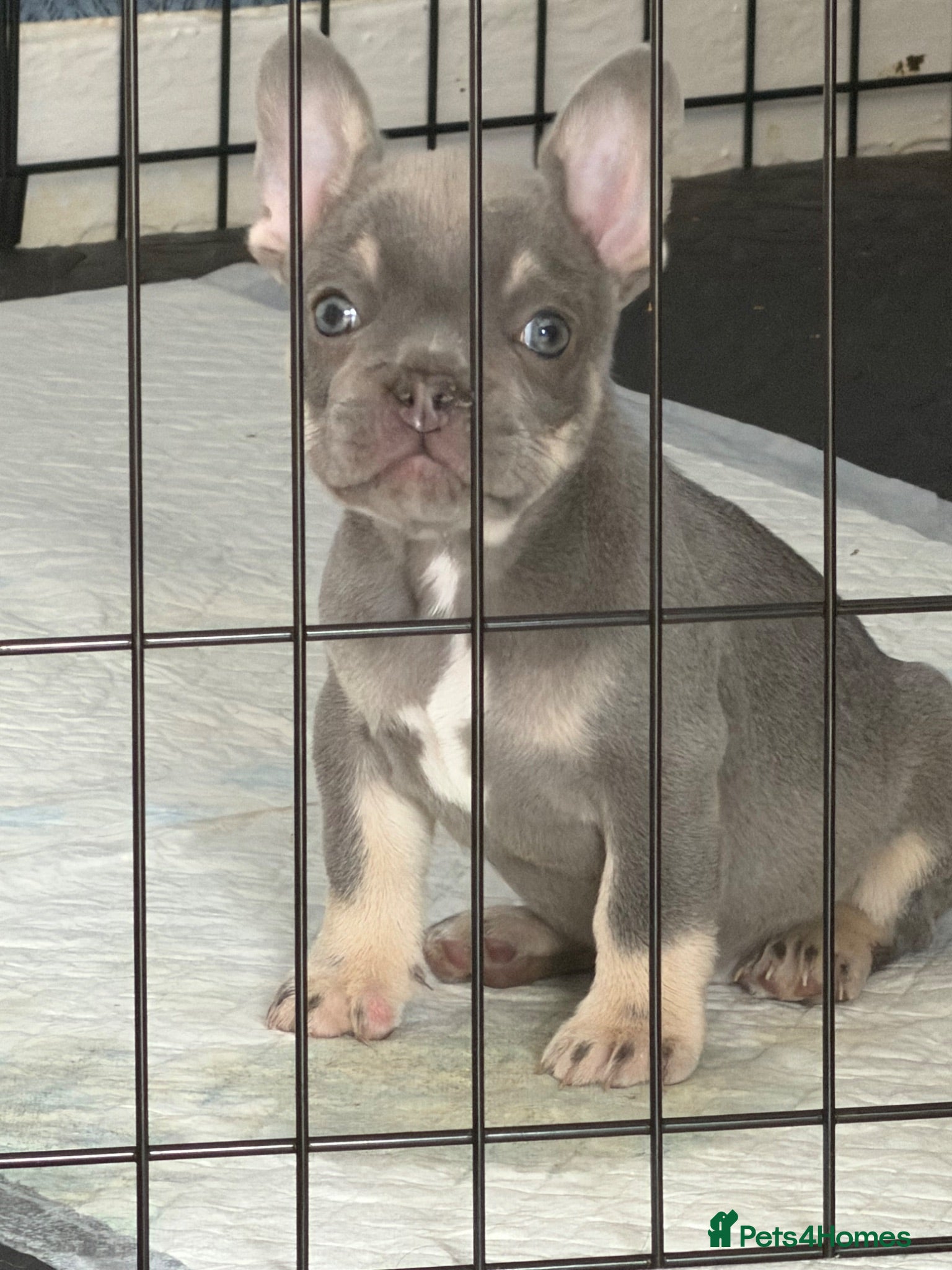 French Bulldog dogs 8 week old male French bulldog ready to go today - Advert 3