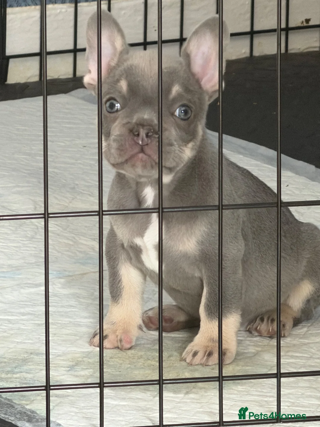 French Bulldog dogs for sale: 8 week old male French bulldog ready to go today - Advert 1