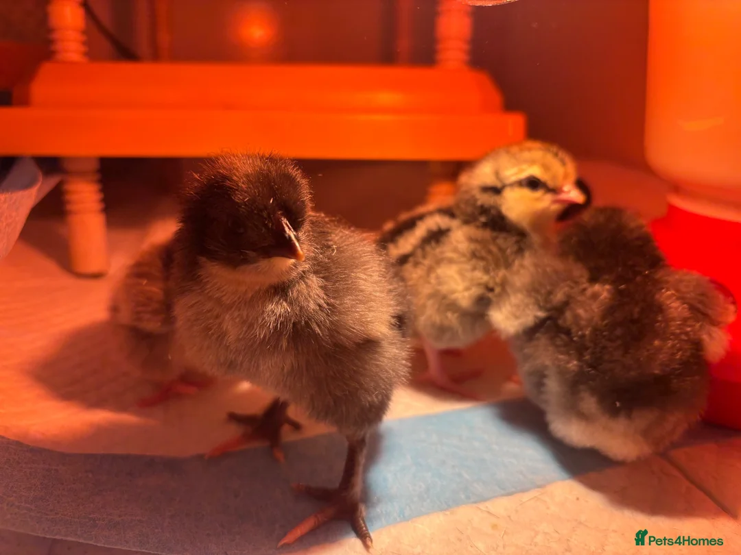 Chickens poultry for sale: Day old mixed breed LF in Truro - Advert 2
