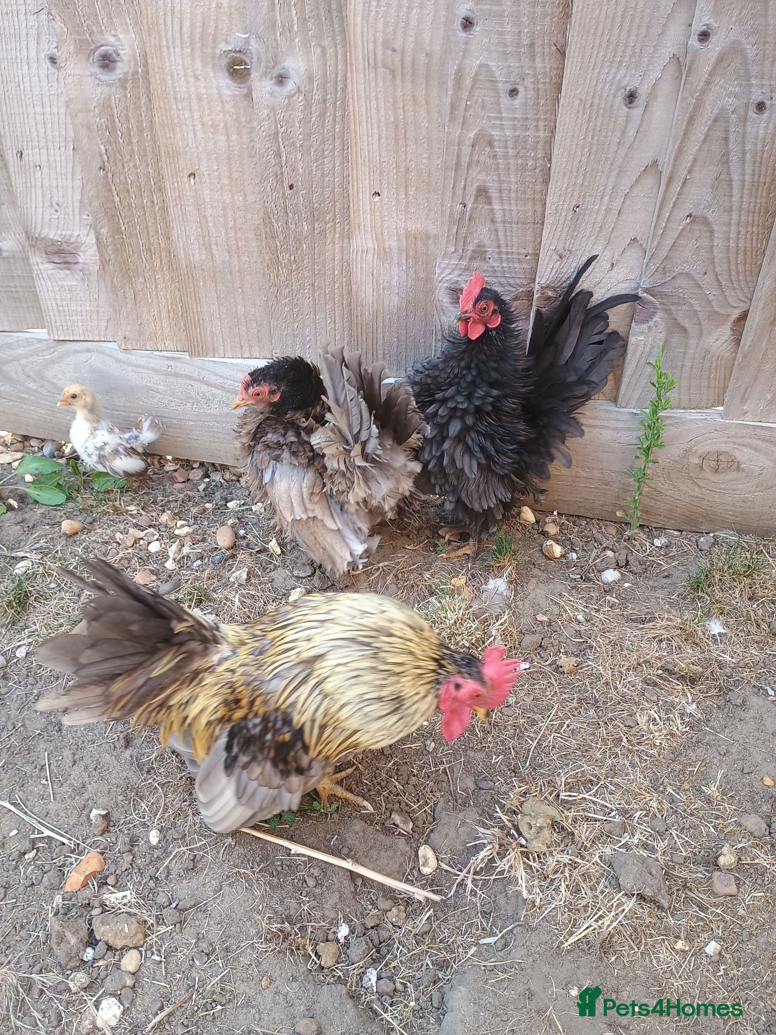 Chickens poultry Serama chickens - Advert 5