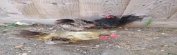 Chickens poultry for sale: Serama chickens in Bedford - Advert 1