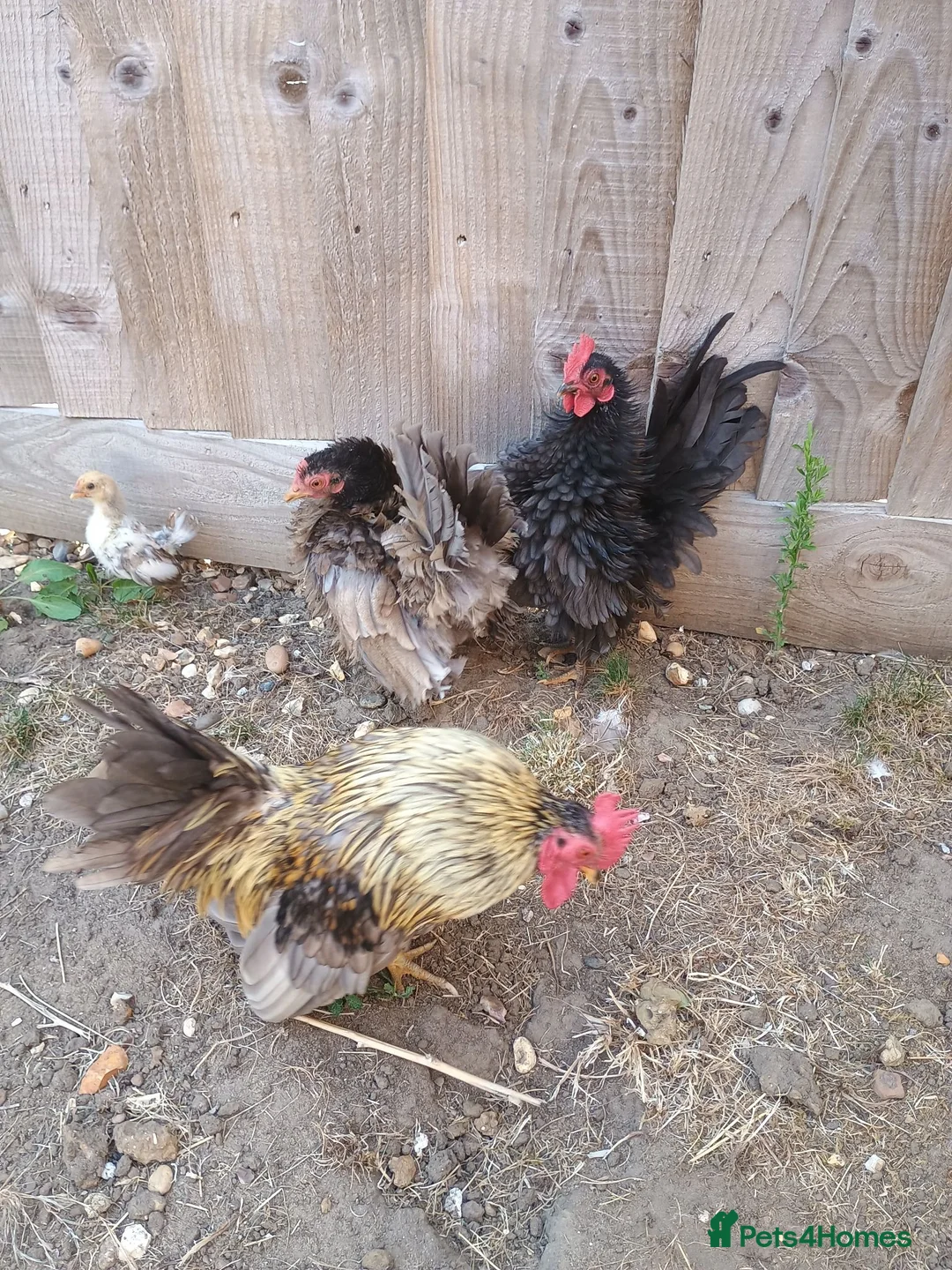 Chickens poultry for sale: Serama chickens in Bedford - Advert 1