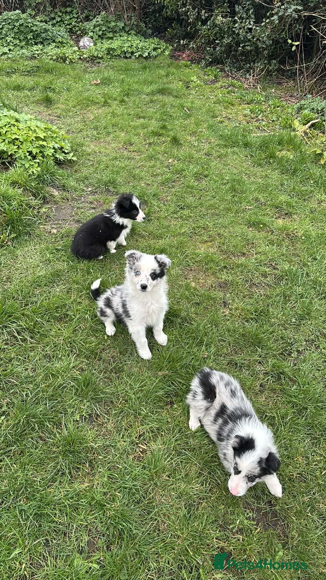 Border Collie dogs Stunning border collie puppies  - Advert 17