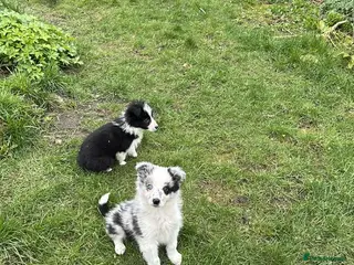 Border Collie dogs Stunning border collie puppies - Advert 17
