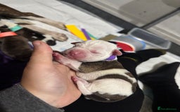 Mixed Breed dogs for sale: American bulldog cross Staffy pups - Image 15