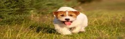 Jack Russell dogs for stud: KC Jack Russell Cliff - Advert 2