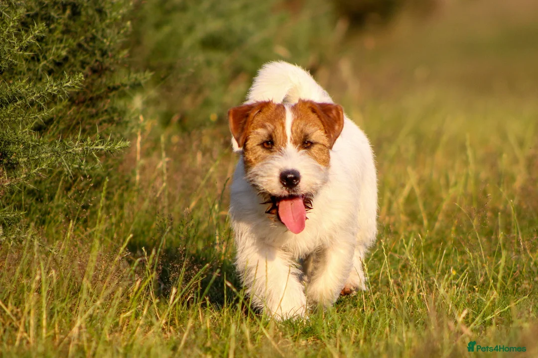 Jack Russell dogs for stud: KC Jack Russell Cliff - Advert 2