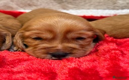 Cocker Spaniel dogs for sale: Show cocker spaniel pups - Image 8