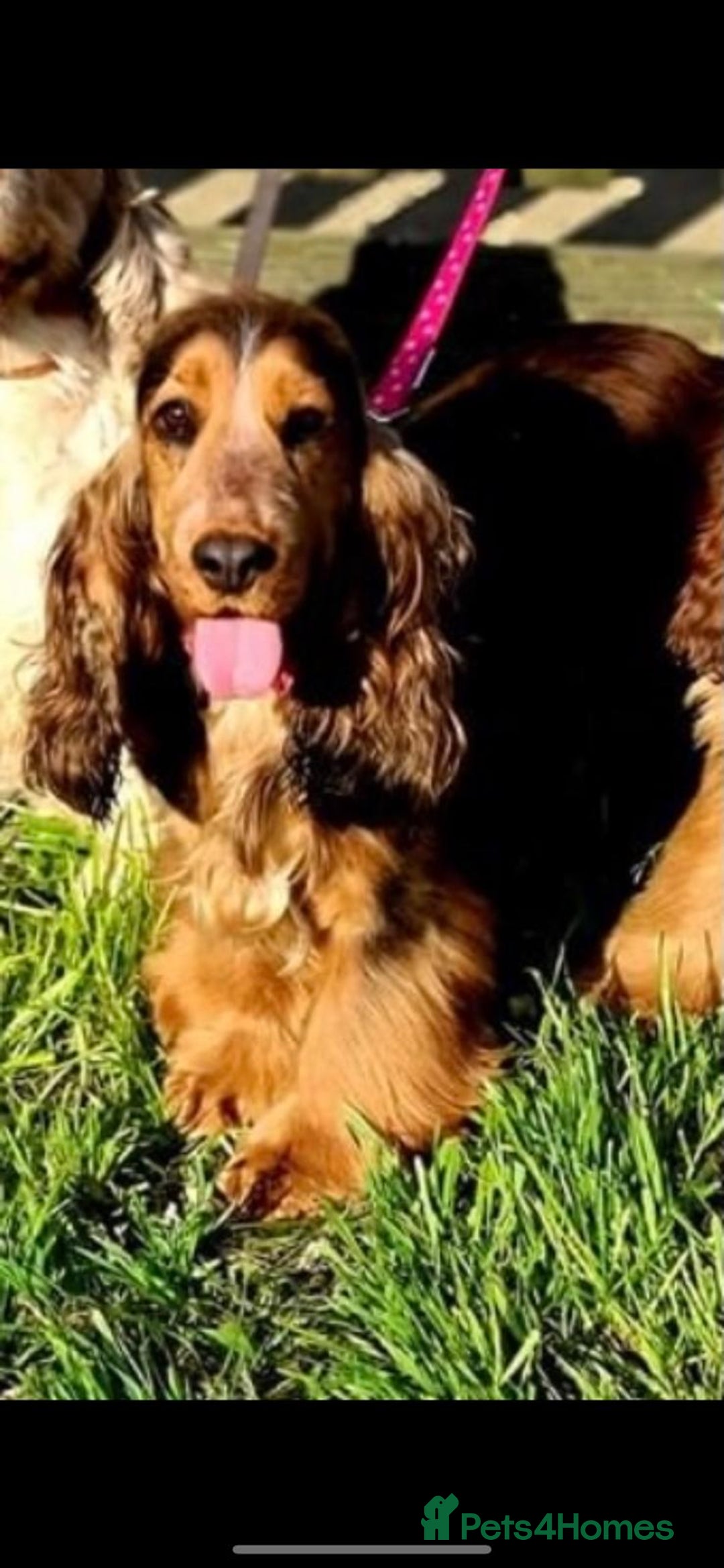 Cocker Spaniel dogs for sale: Stop scrolling - these pups are worth it - Image 7