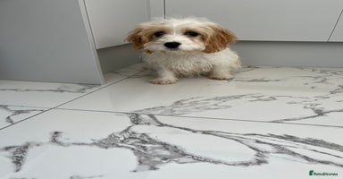 Cavapoo dogs - Advert 3