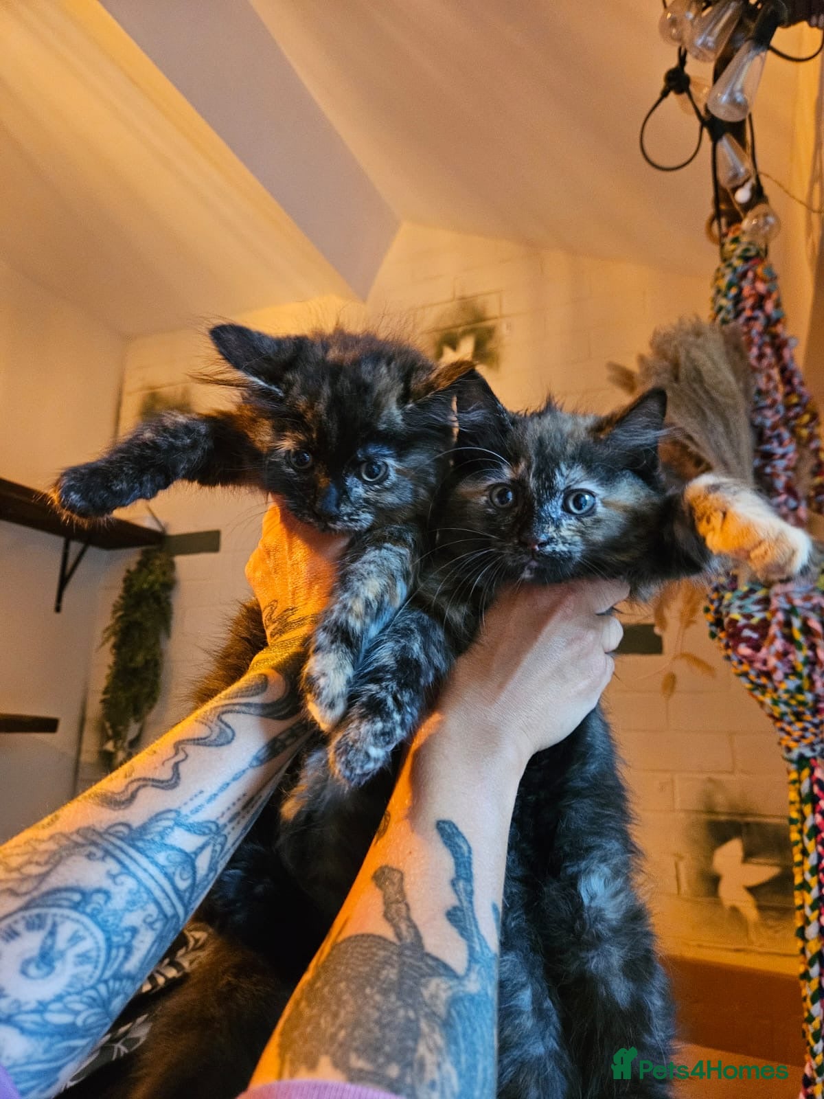 Mixed Breed cats Maine Coon Cross Kittens available  - Advert 2