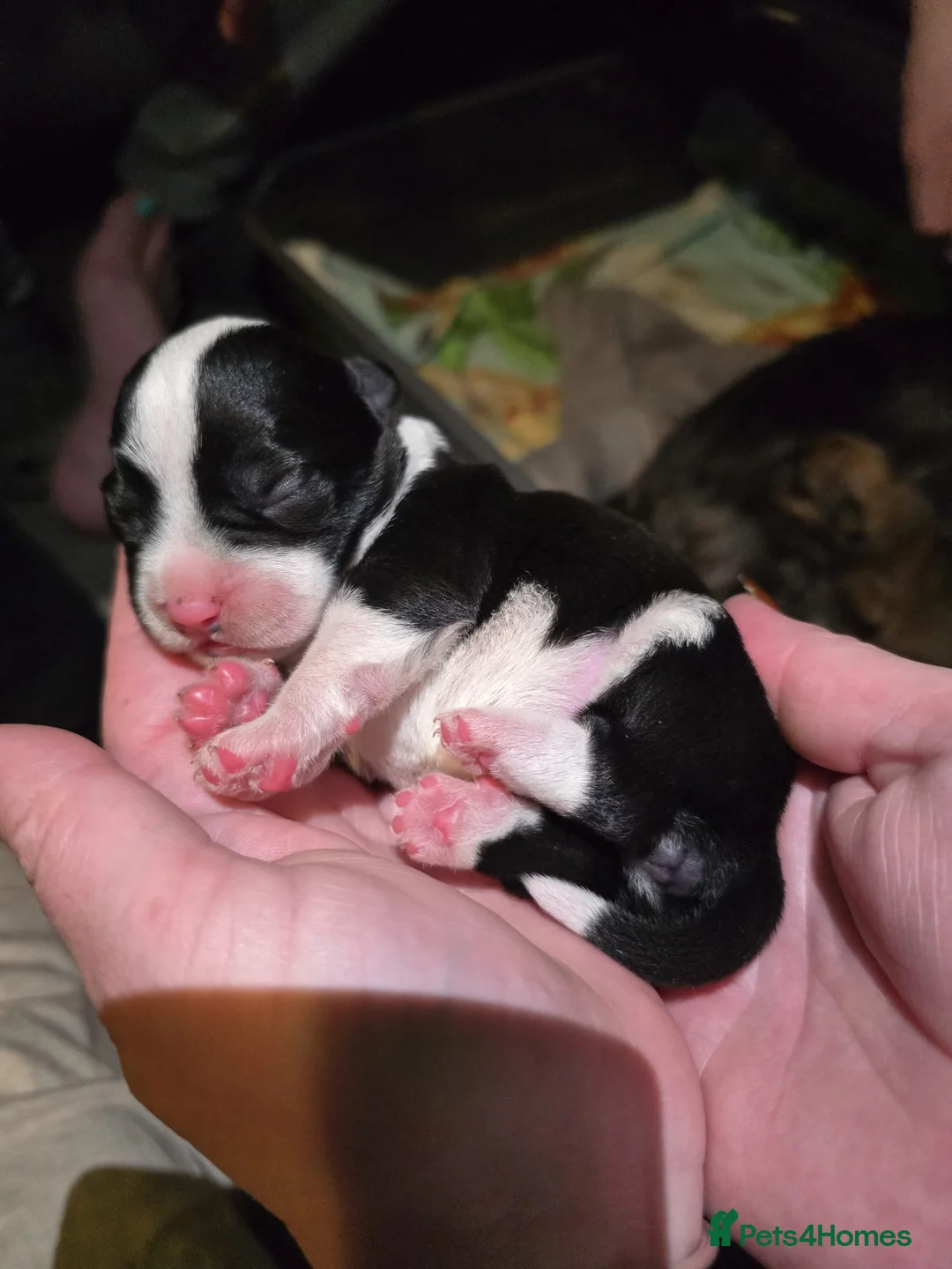 Mixed Breed dogs for sale: 2 mix girl puppies  - Advert 2