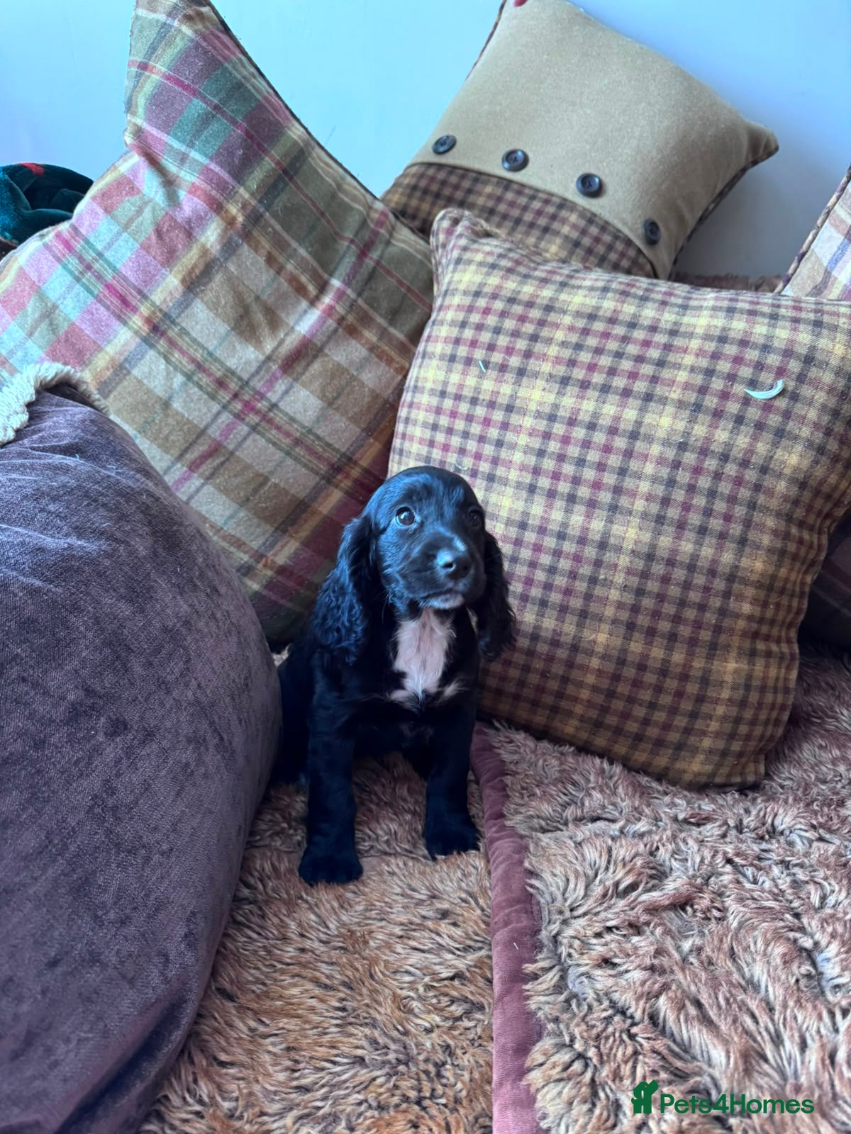 Cocker Spaniel dogs FEMALE COCKER SPANIELS 9 weeks old  - Advert 1