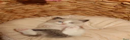 Ragdoll cats for sale: Bicolor/Lynx Ragdoll Kittens - TICA Registered  - Advert 24