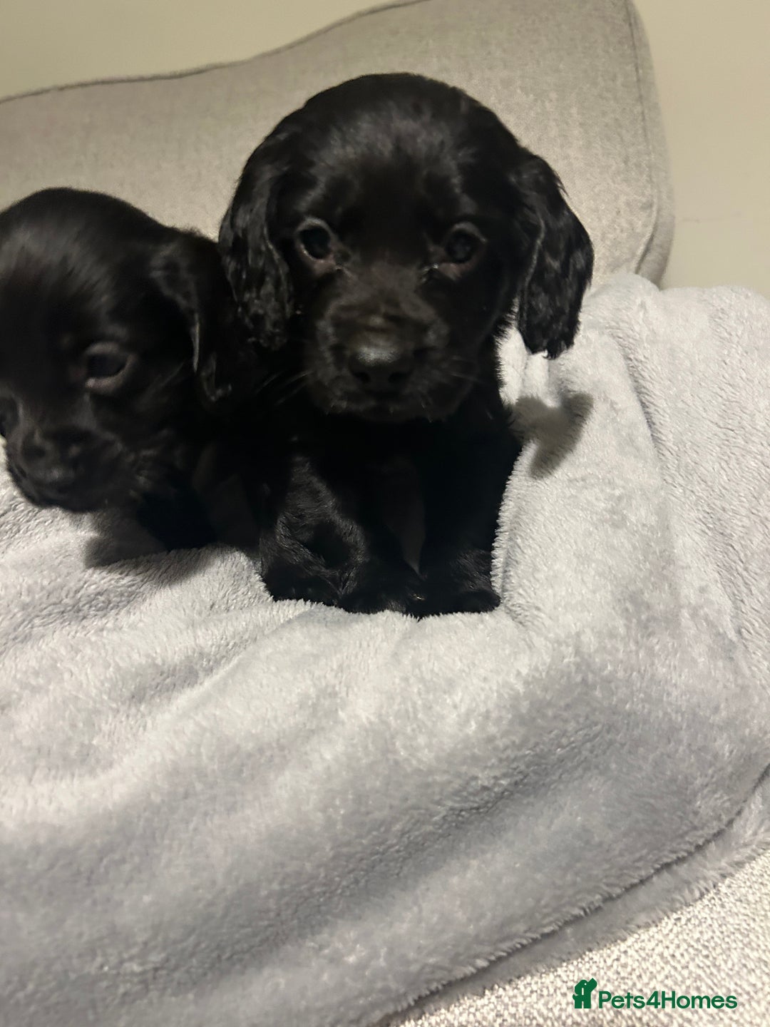 Cocker Spaniel dogs for sale: KC Registered Black Cocker Spaniels - Advert 3