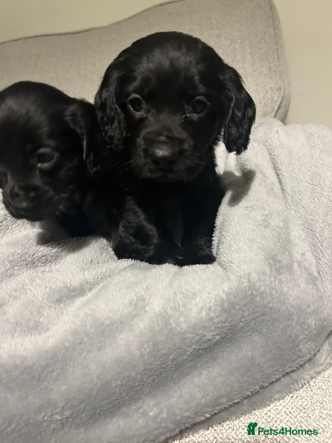 Cocker Spaniel dogs for sale: KC Registered Black Cocker Spaniels - Advert 3