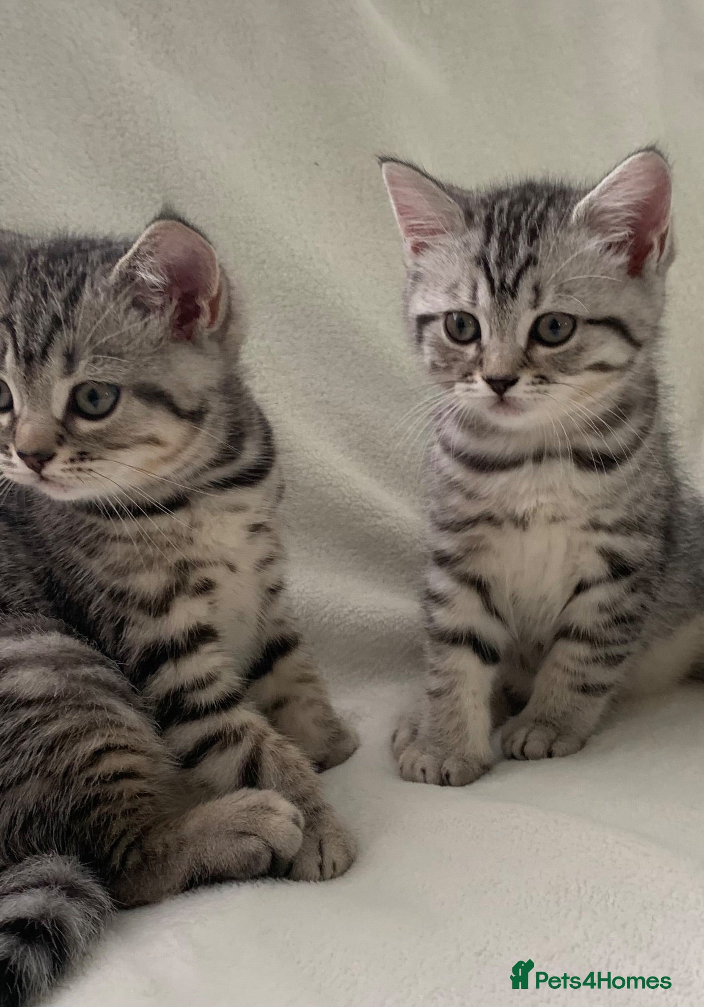British Shorthair cats Beautiful silver spotted  tabbies - Advert 2