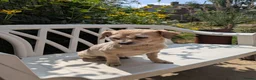 Chipoo dogs for sale: Hiking Companion Chipoo DNA tested 5 ⭐ - Advert 1