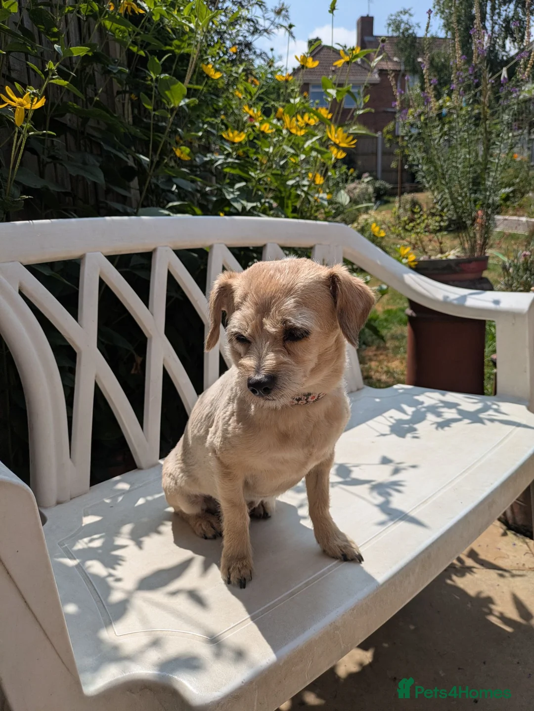 Chipoo dogs for sale: Hiking Companion Chipoo DNA tested 5 ⭐ - Advert 1