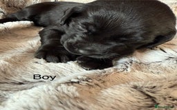 Labrador Retriever dogs for sale: Labrador puppies  - Image 5