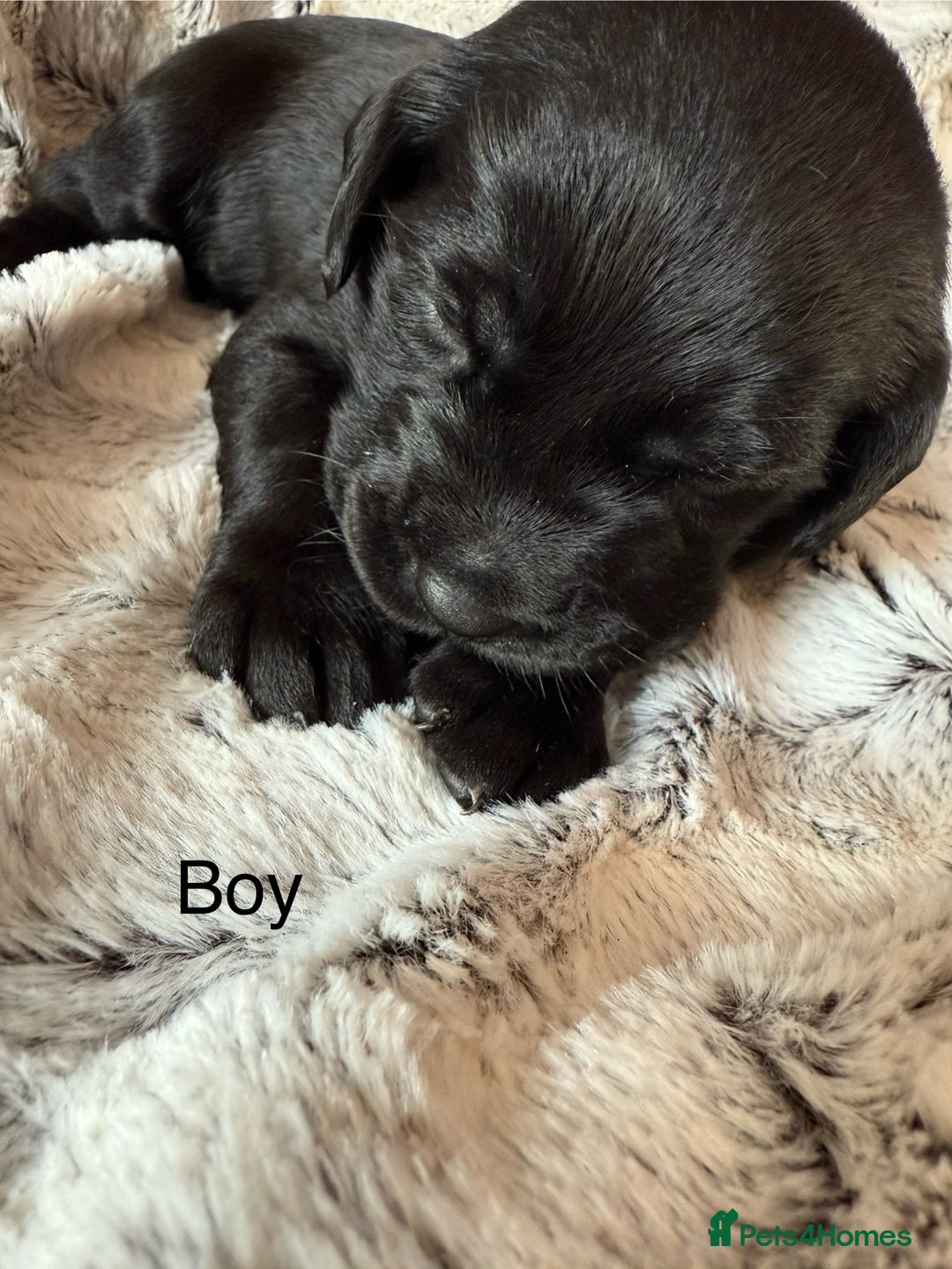 Labrador Retriever dogs for sale: Labrador puppies  - Image 5