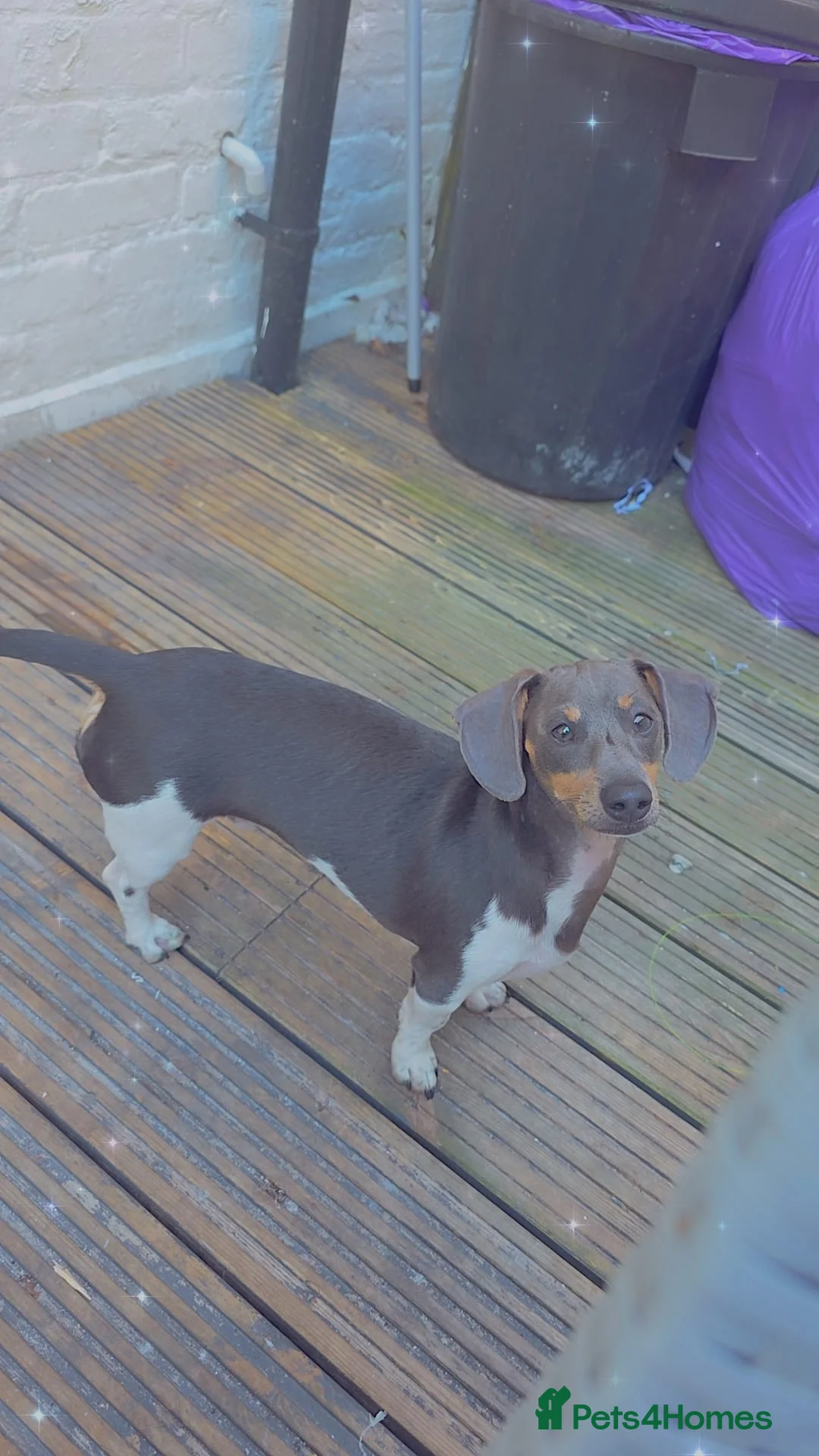 Miniature Dachshund dogs for sale: Rehome woody in Dover - Advert 2