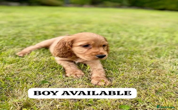 Cocker Spaniel dogs - Advert 4