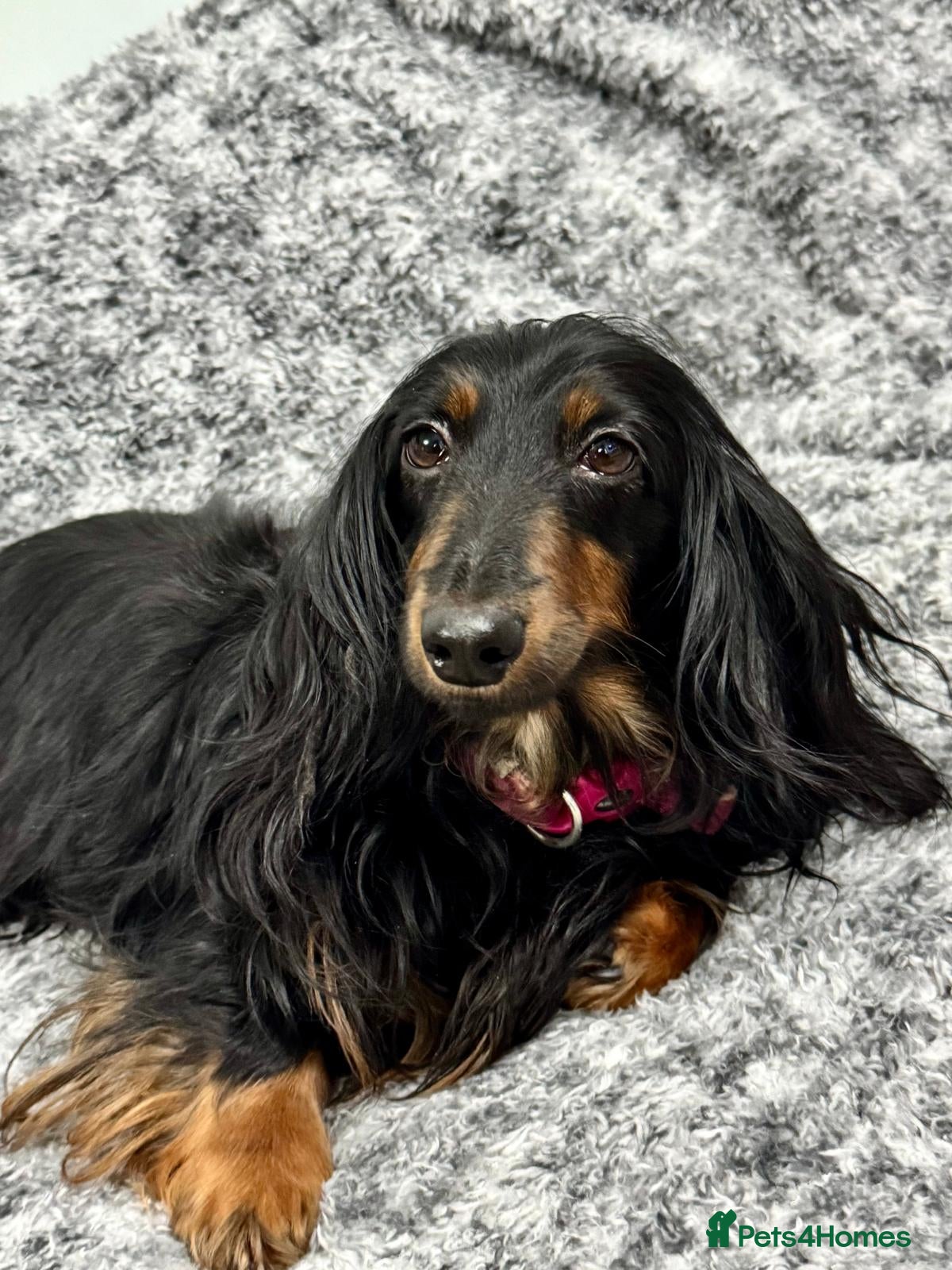 Miniature Dachshund dogs Beautiful miniature dachshund female  - Advert 4