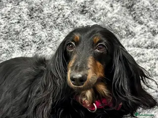 Miniature Dachshund dogs Beautiful miniature dachshund female - Advert 4