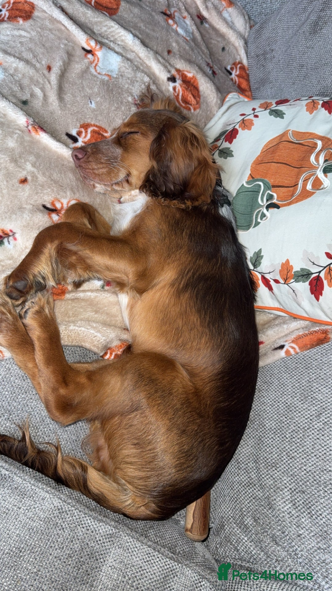 Cocker Spaniel dogs for sale: Working cocker for sale (Mylo)  - Image 11