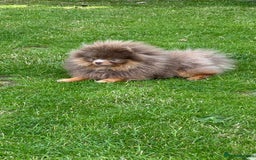 Pomeranian dogs for sale: EXCEPTIONAL LITTER of full pedigree poms  - Image 11