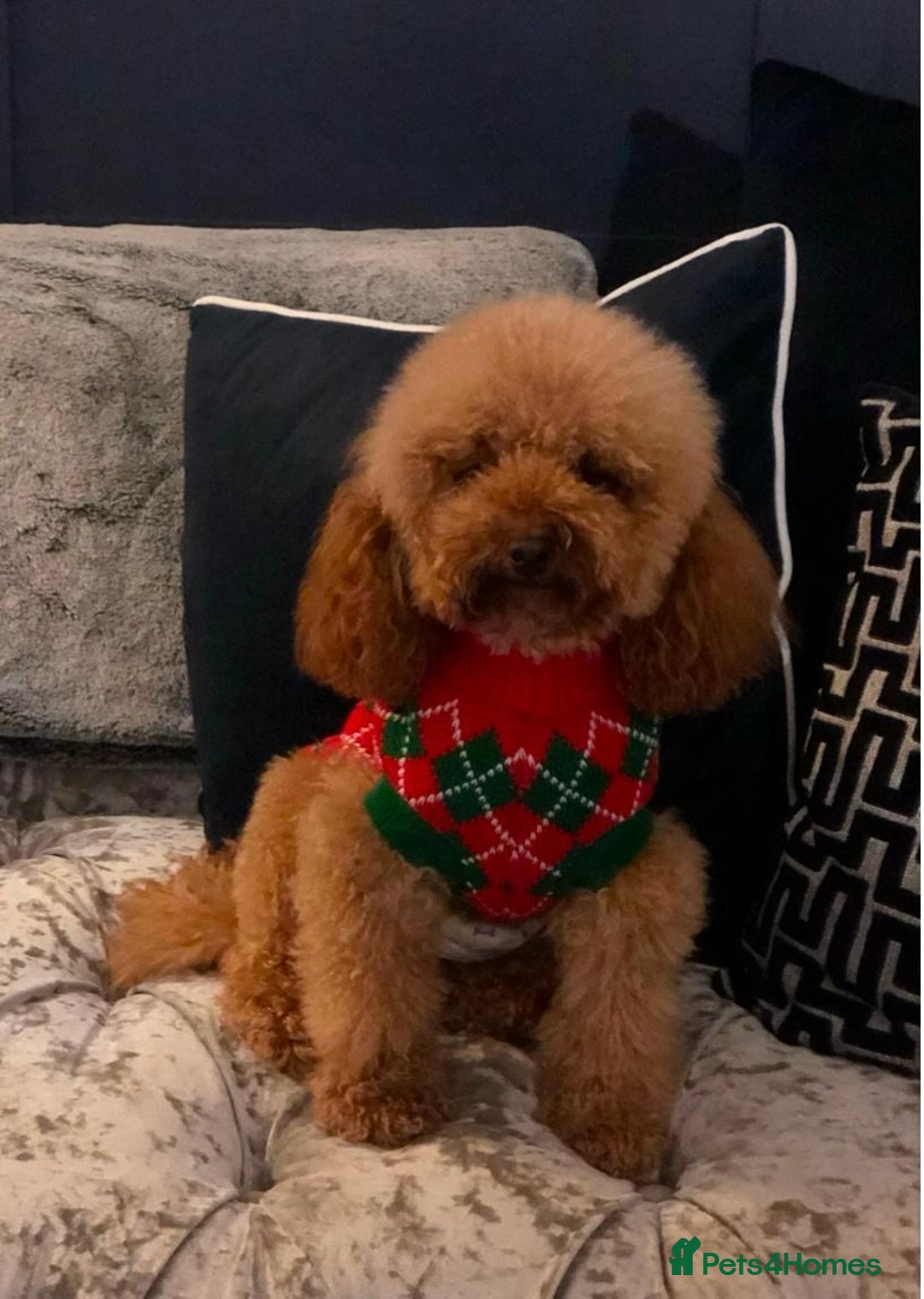 Cavapoo dogs for sale: Stunning f1 quality cavapoo puppies - Image 12