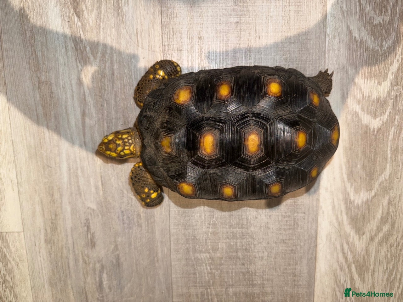 Tortoise reptiles Yellow Foot Tortoise between 6 and 7 years old - Advert 1